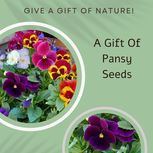 Strawberry & Pansy Cake Seeds greetings card